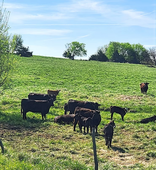 The Art of Home-Raised Beef: A Guide to Sustainable Farming Practices