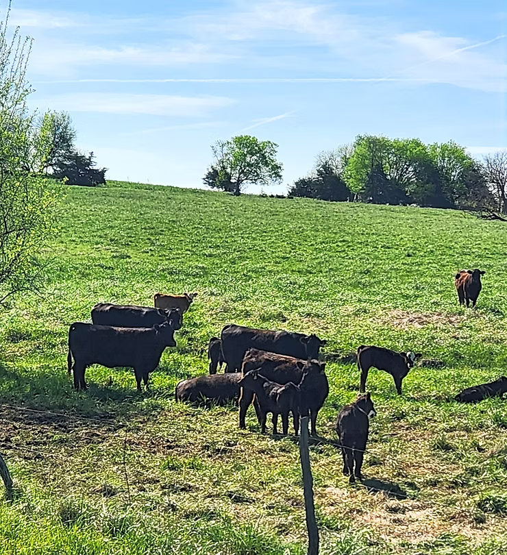 Pasture-raised Diamond R cattle grazing on green Kansas pasture