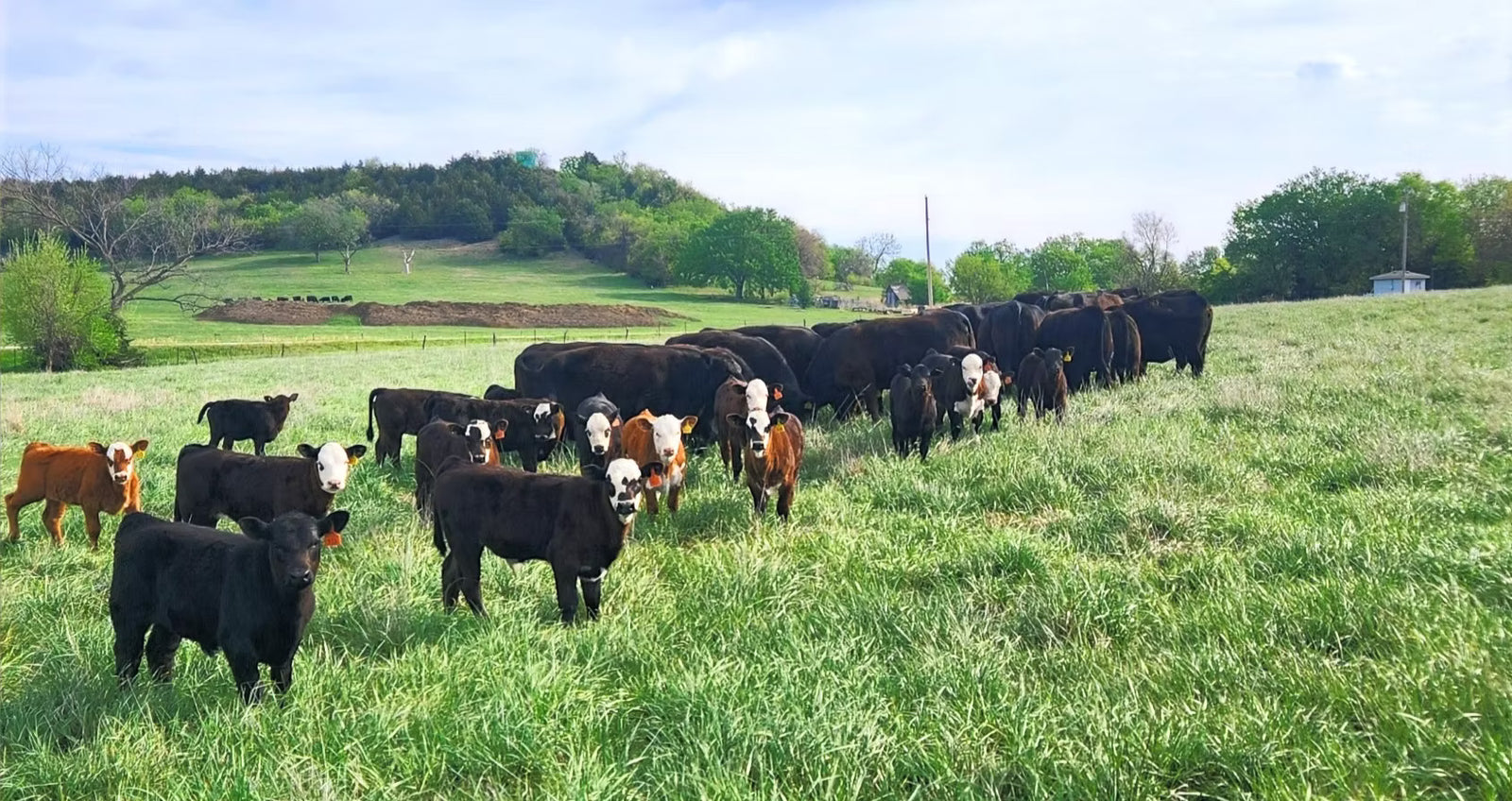 Diamond R Cattle | Independence, KS